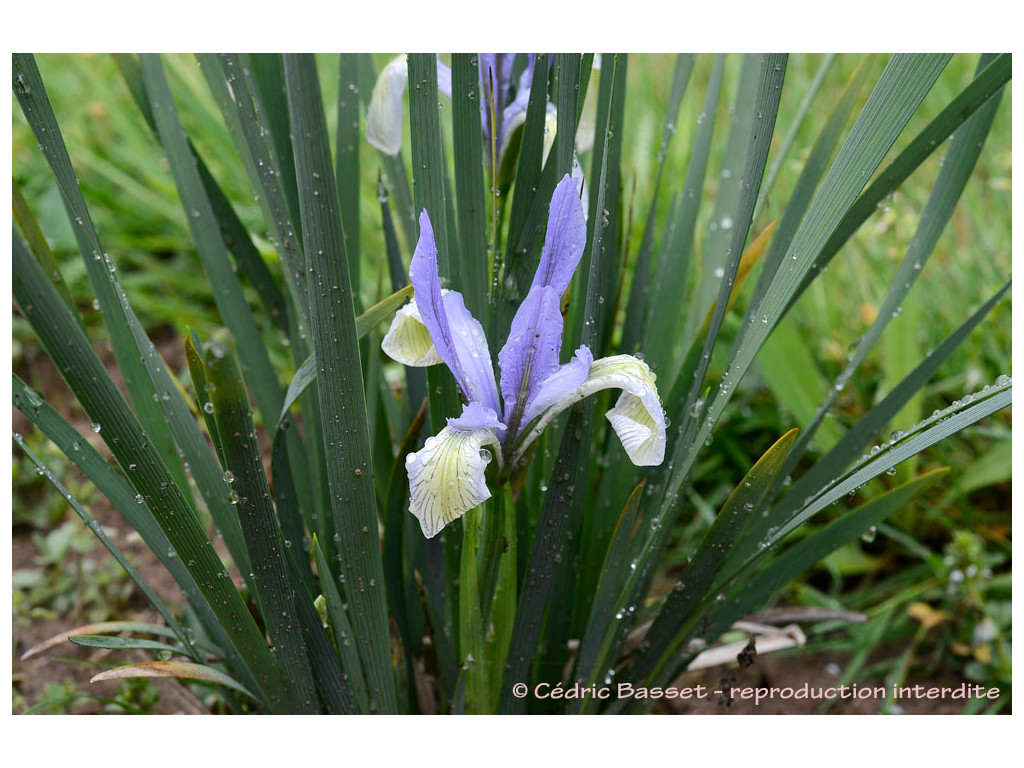 IRIS MOORCROFTIANA KG6722 IRIS MOORCROFTIANA KG6722