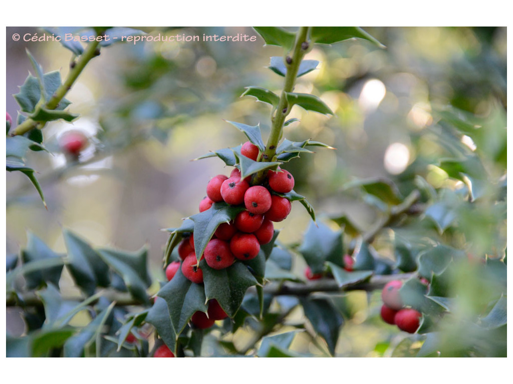 ILEX PERNYI