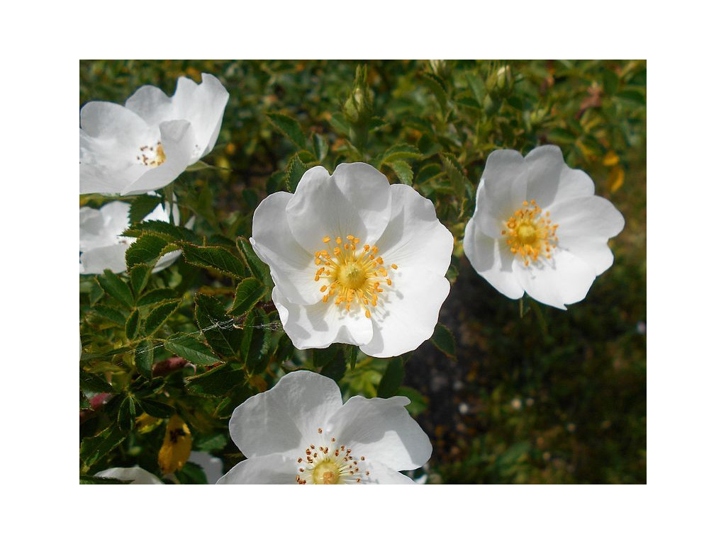 ROSA CHIONISTRAE CYP6985