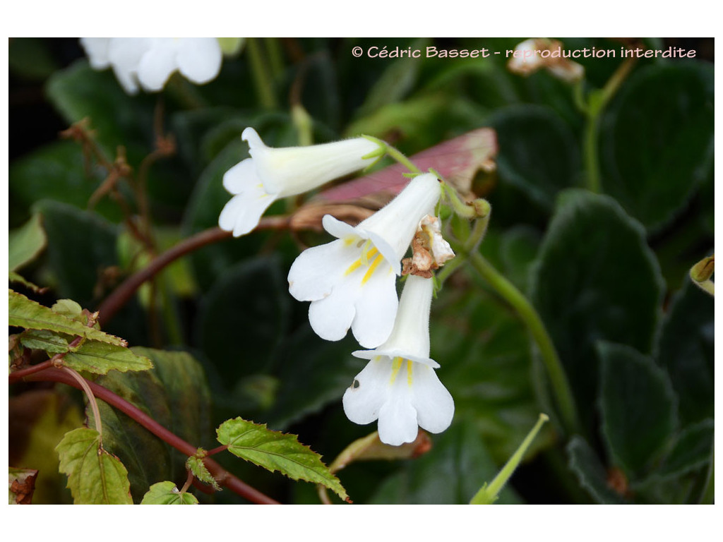 CHIRITA sp.Vietnam