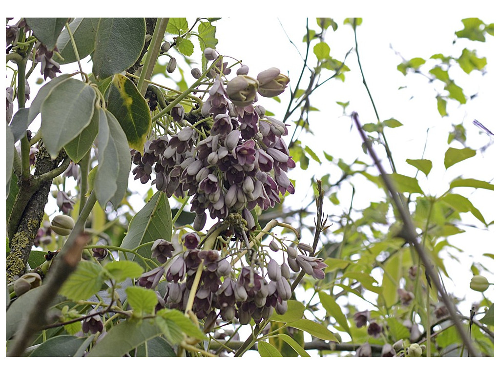 HOLBOELLIA LATIFOLIA 'EMEI' CBCH042