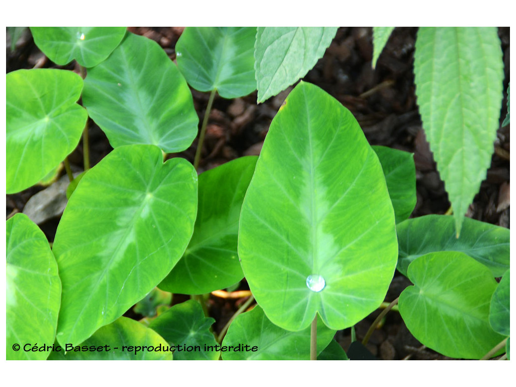 COLOCASIA FALLAX