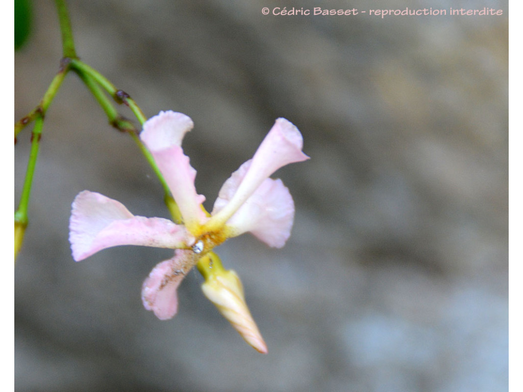 TRACHELOSPERMUM JASMINOIDES 'PINK SHOWER'