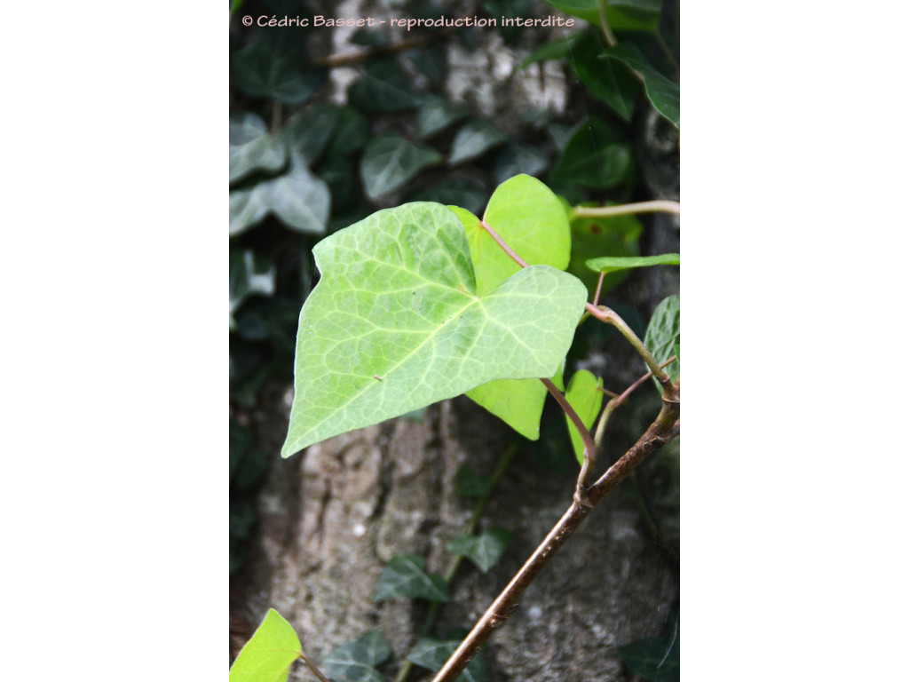 HEDERA ALGERIENSIS 'BOWLES OX HEART'