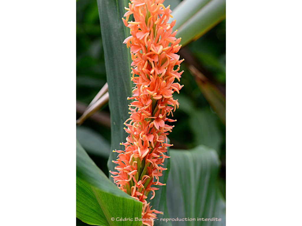 HEDYCHIUM DENSIFLORUM IND7328