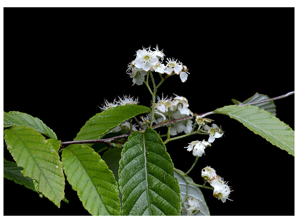 SORBUS FOLGNERI 'EMIEL'