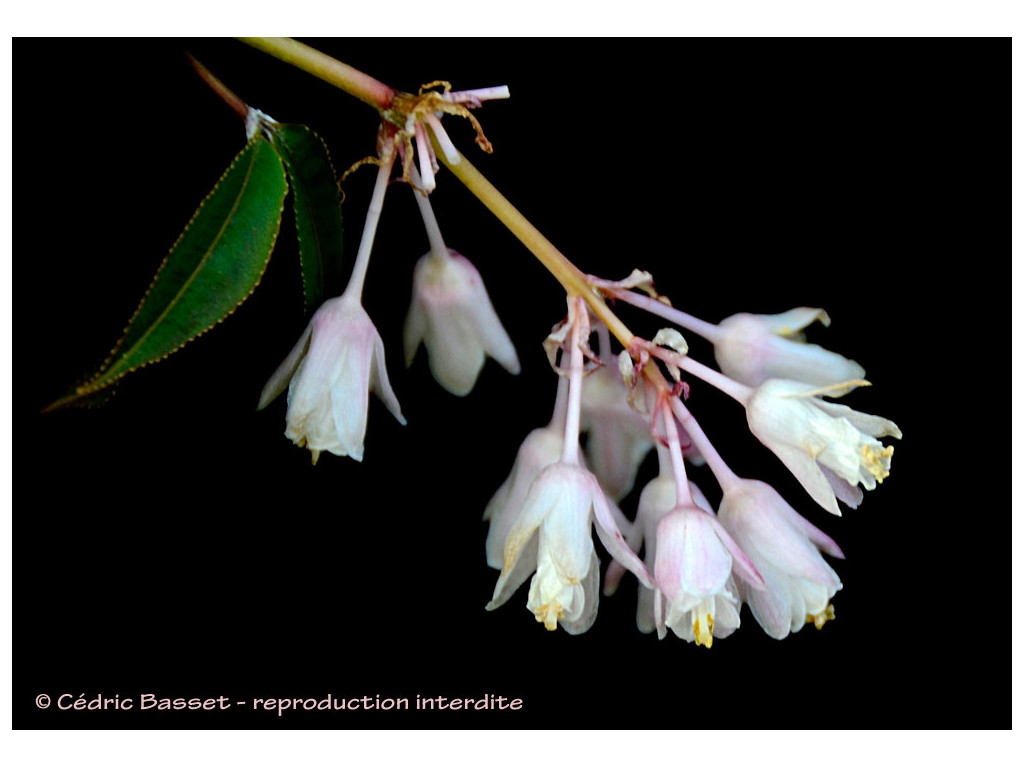 STAPHYLEA HOLOCARPA