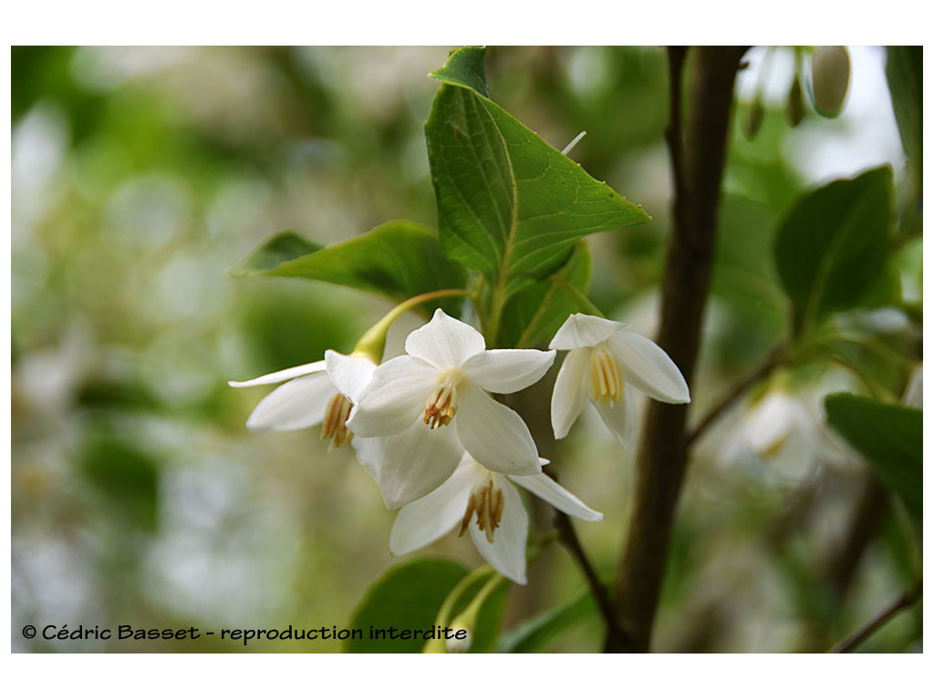 STYRAX JAPONICA 'SOHUKSAN'