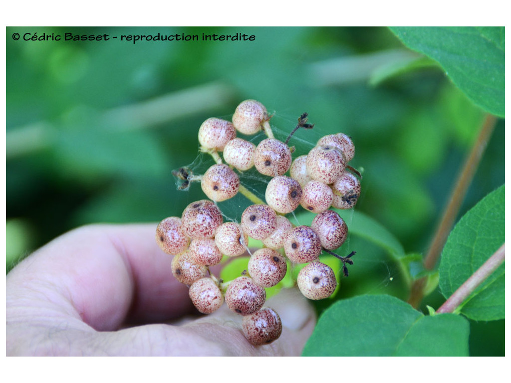 VIBURNUM LUZONICUM