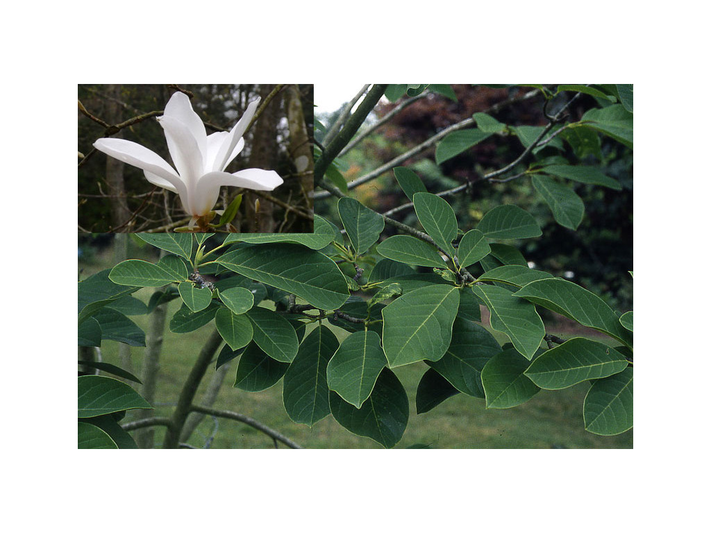 MAGNOLIA CYLINDRICA