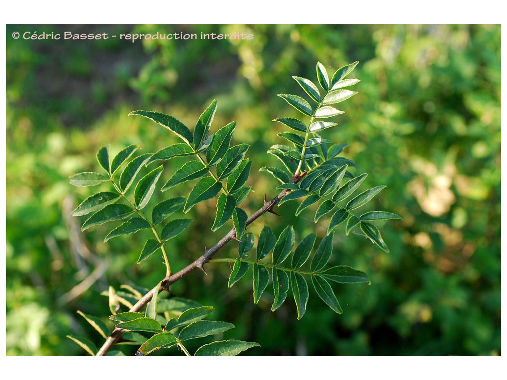 ZANTHOXYLUM BUNGEANUM