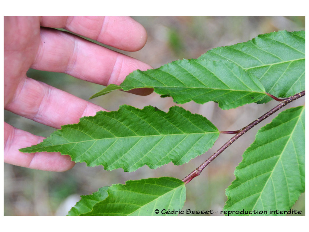 CARPINUS CAROLINIANA (MEXICO)