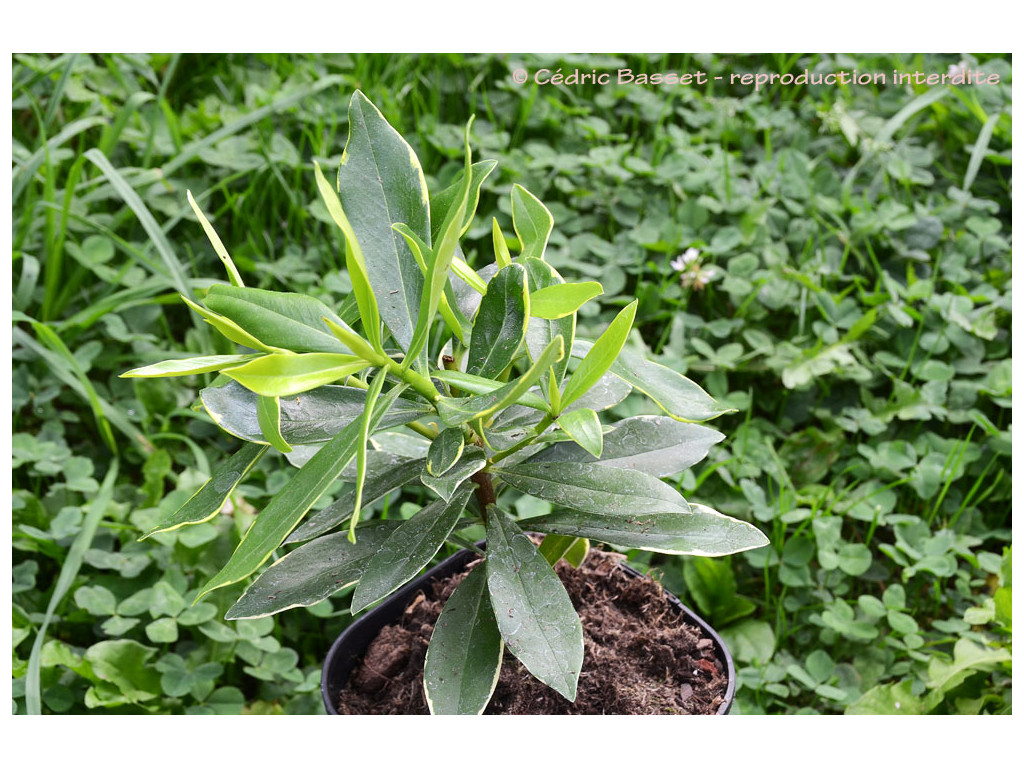 DAPHNE ODORA 'AUREOMARGINATA'