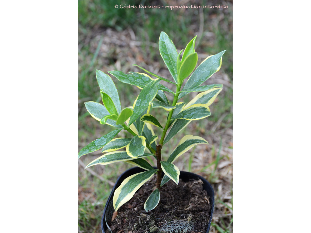 DAPHNE ODORA 'MARIANNI'