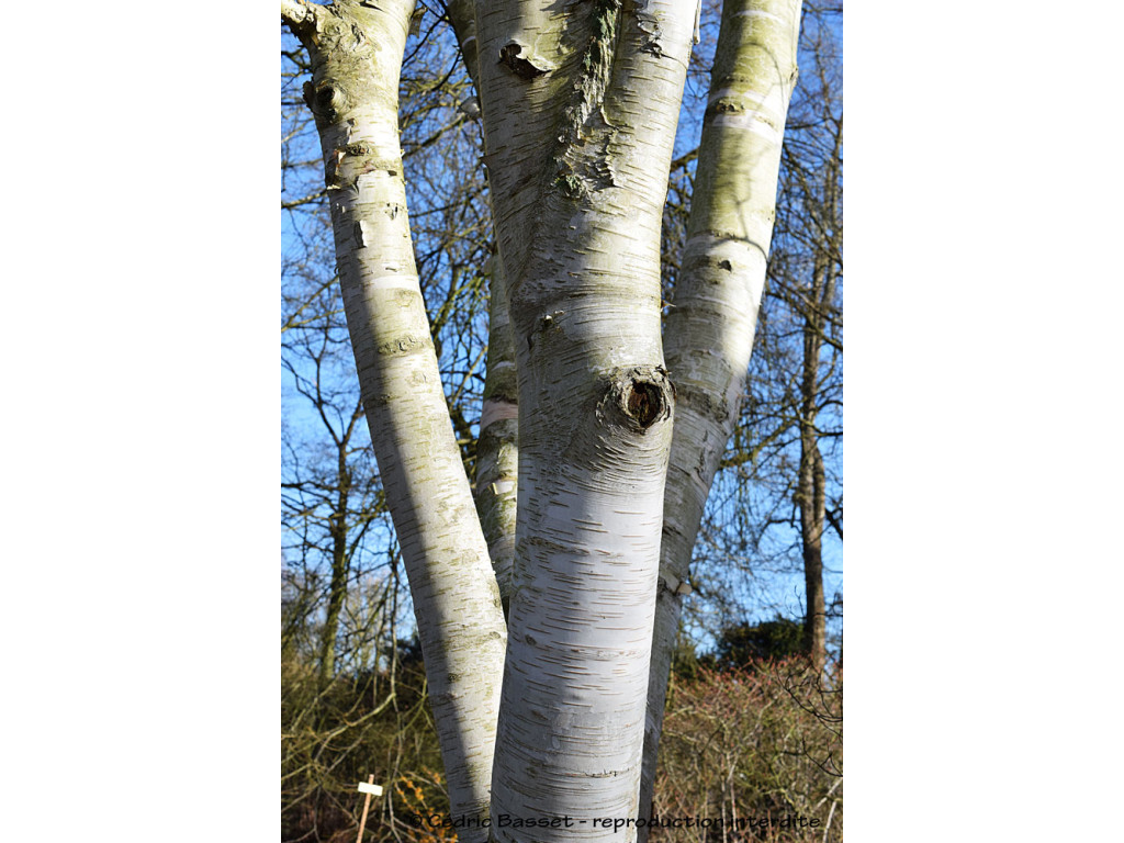 BETULA UTILIS var.JACQUEMONTII