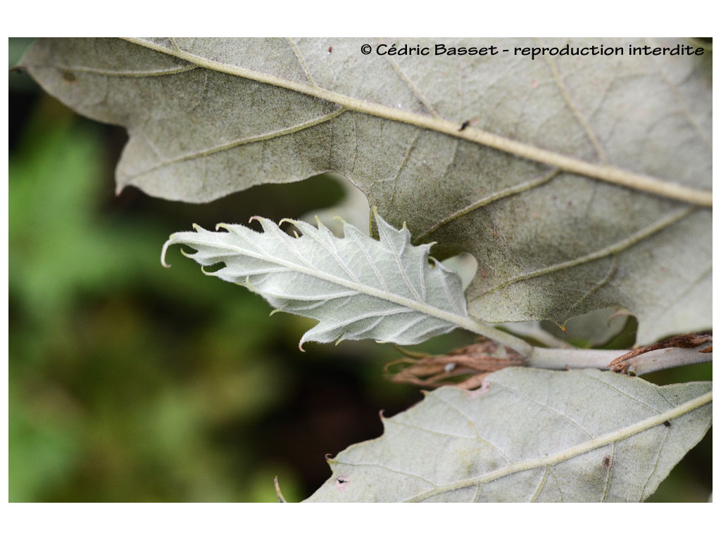 QUERCUS ITHABURENSIS 'HEMELRIJK SILVER'