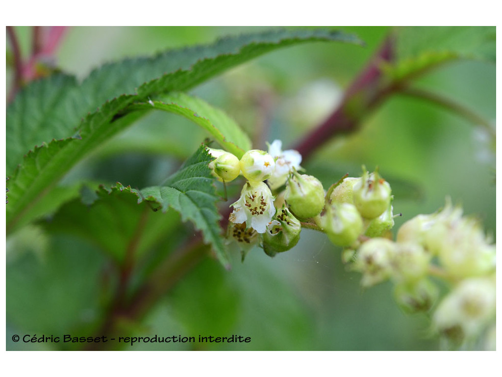 NEILLIA RACEMOSA KR9628