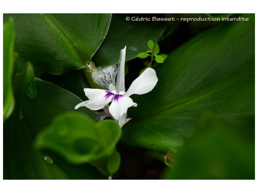 KAEMPFERIA sp. Vietnam