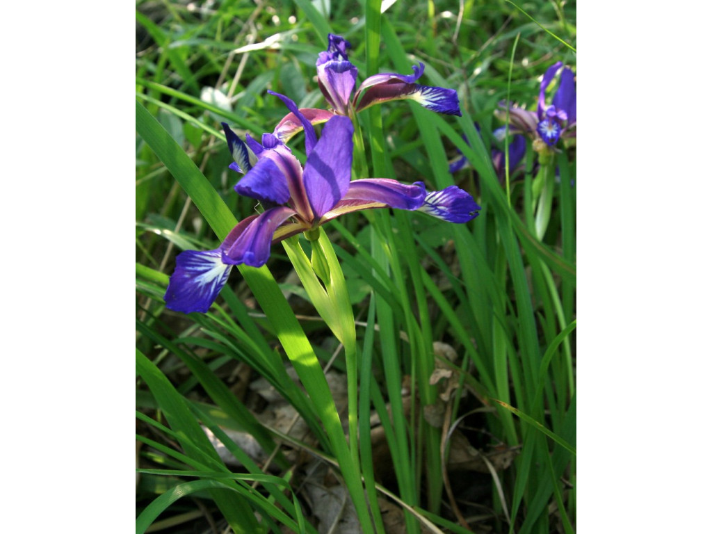 IRIS COLCHICA RU6724