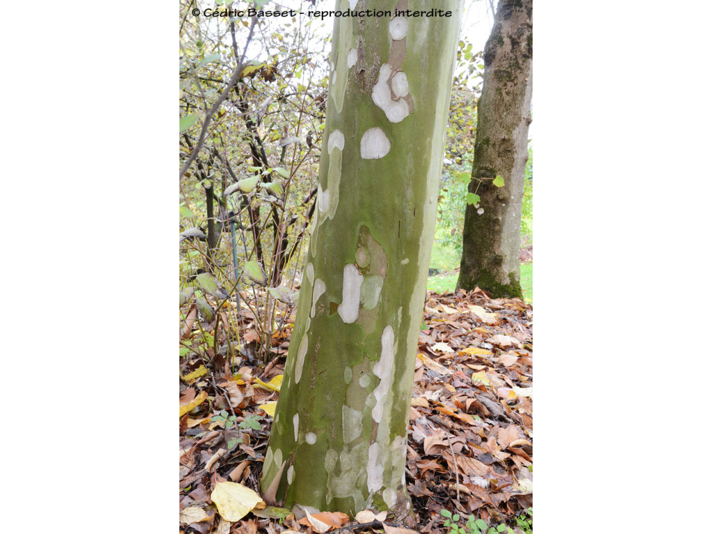 CORNUS WILSONIANA