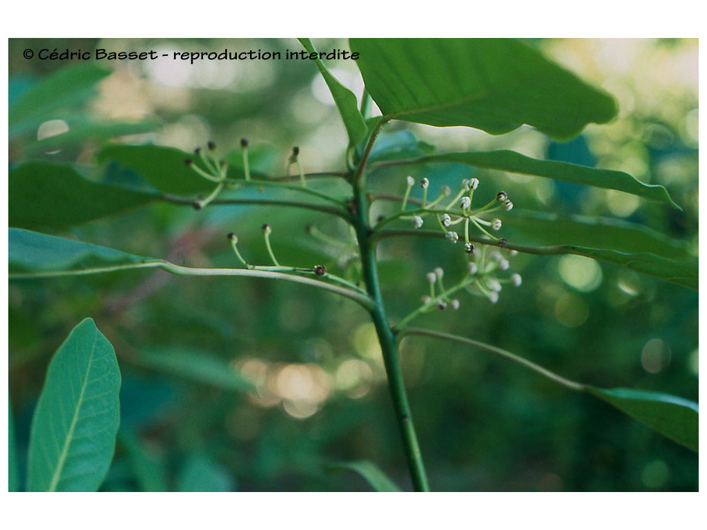 DAPHNIPHYLLUM CALYCINUM