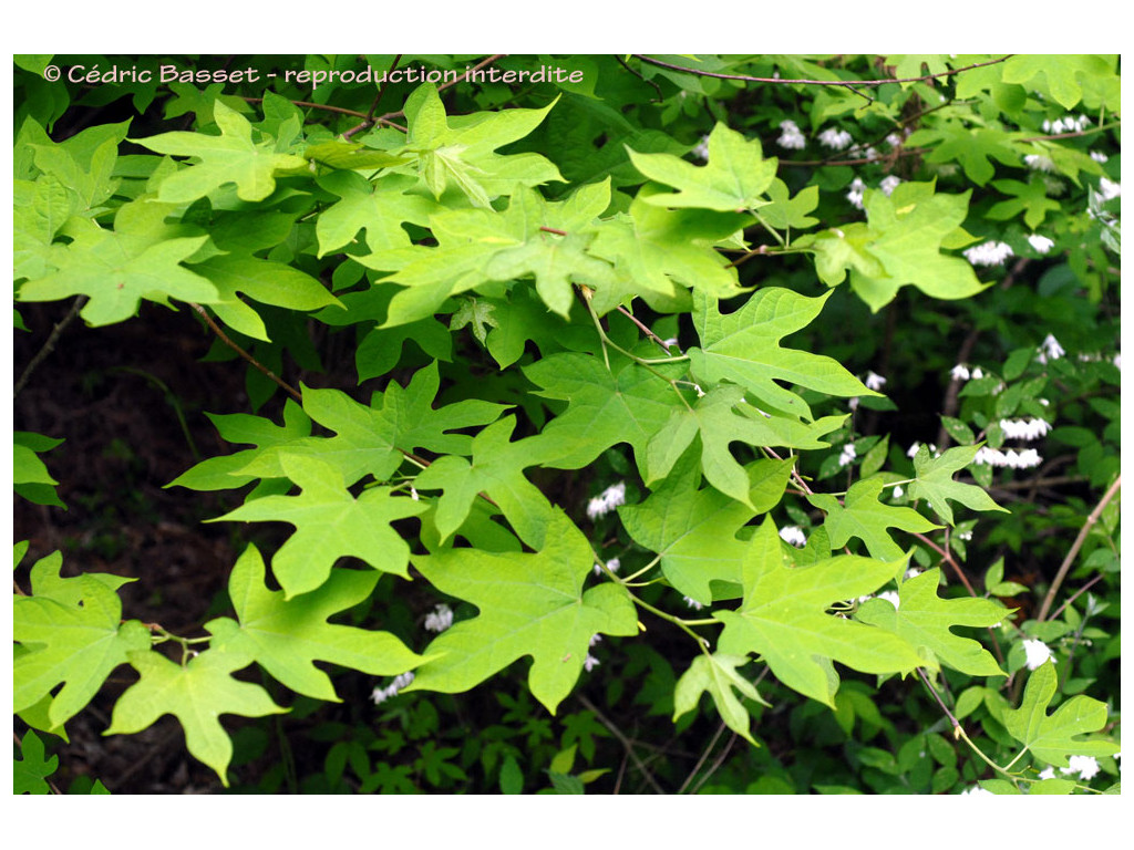 ALANGIUM PLATANIFOLIUM