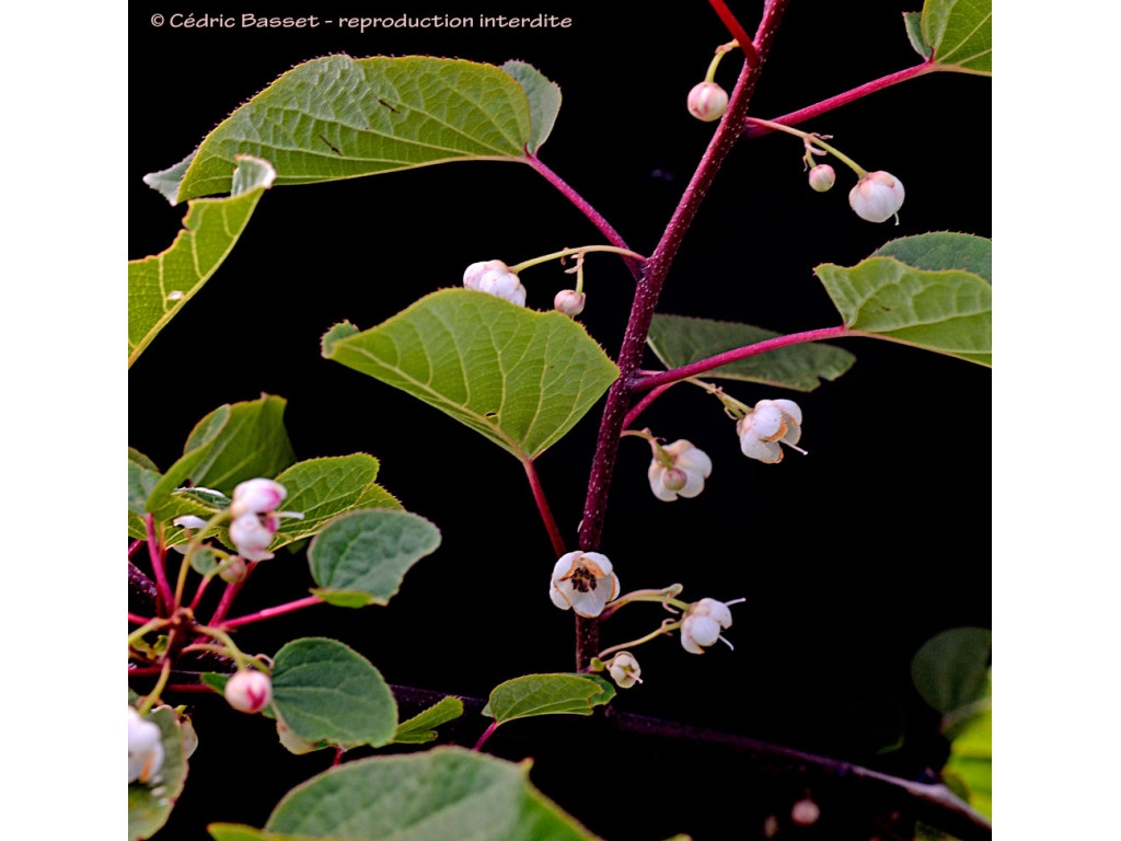 CLEMATOCLETHRA SCANDENS subsp.ACTINIOIDES