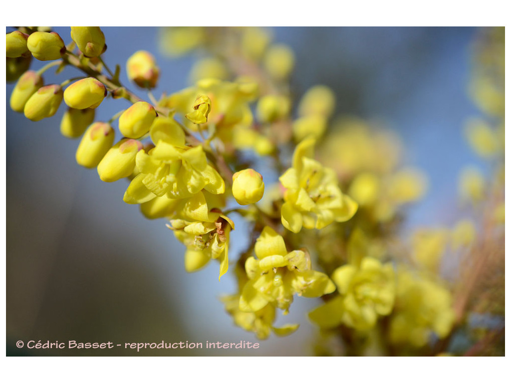 MAHONIA x L 'CANTAB'