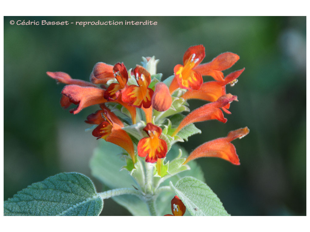 COLQHOUNIA COCCINEA var.VESTITA