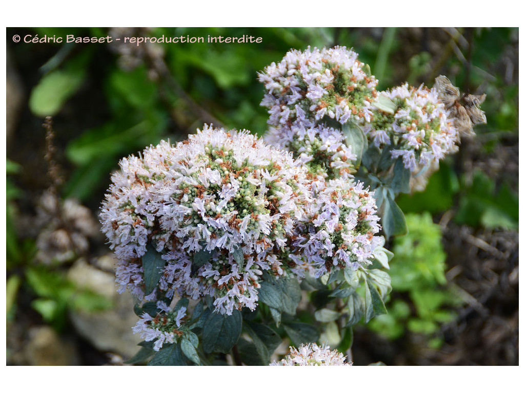 PYCNANTHEMUM ALBESCENS