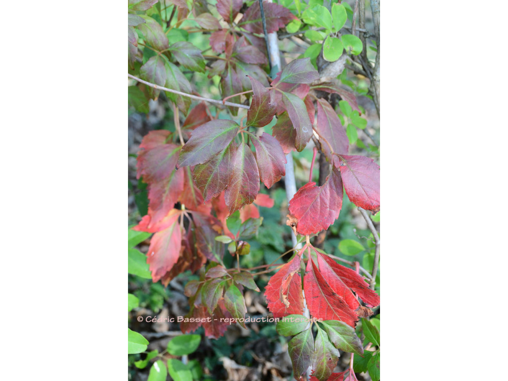 PARTHENOCISSUS HEPTAPHYLLA