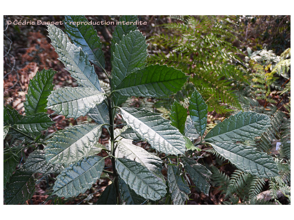 AUCUBA CHLORASCENS