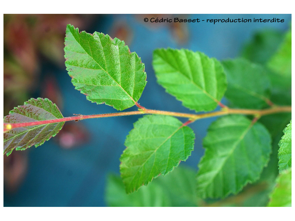 BETULA TATEWAKIANA BETULA TATEWAKIANA