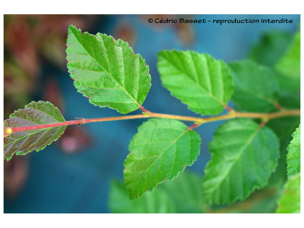 BETULA TATEWAKIANA