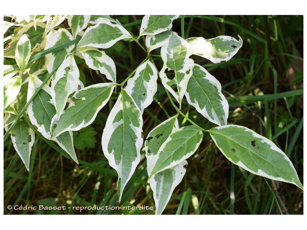 CORNUS 'STELLAR PINK VARIEGATA'