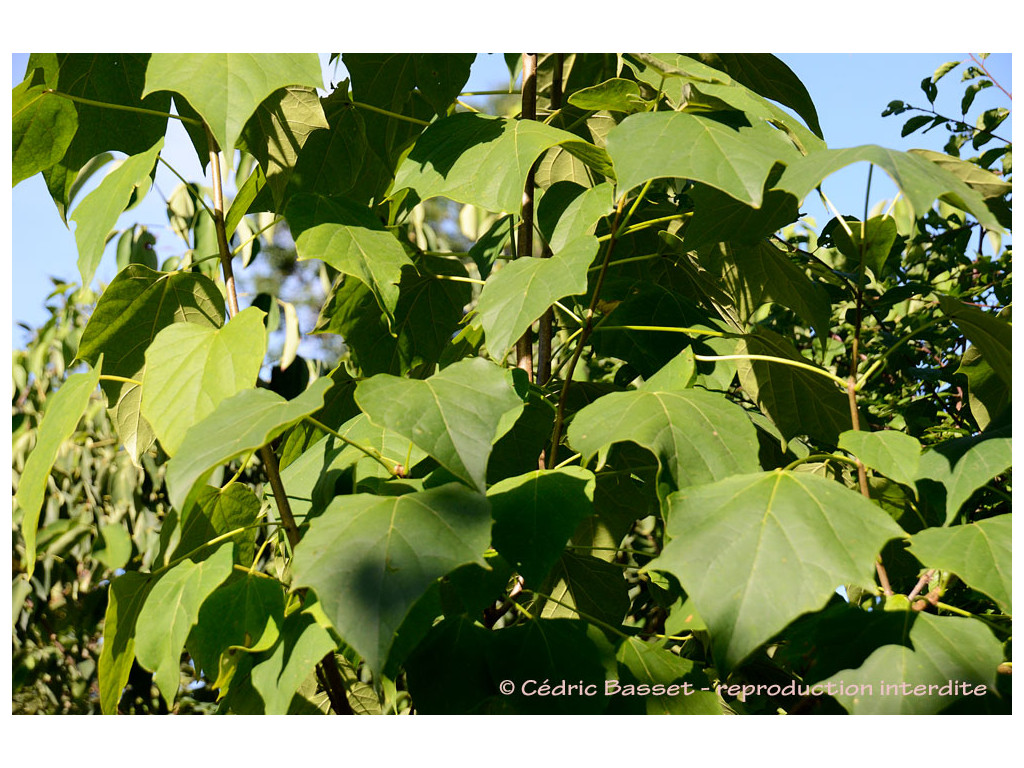 CATALPA FARGESII f.DUCLOUXII