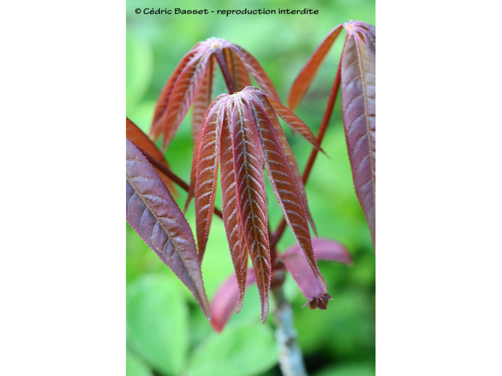 AESCULUS PAVIA AESCULUS PAVIA