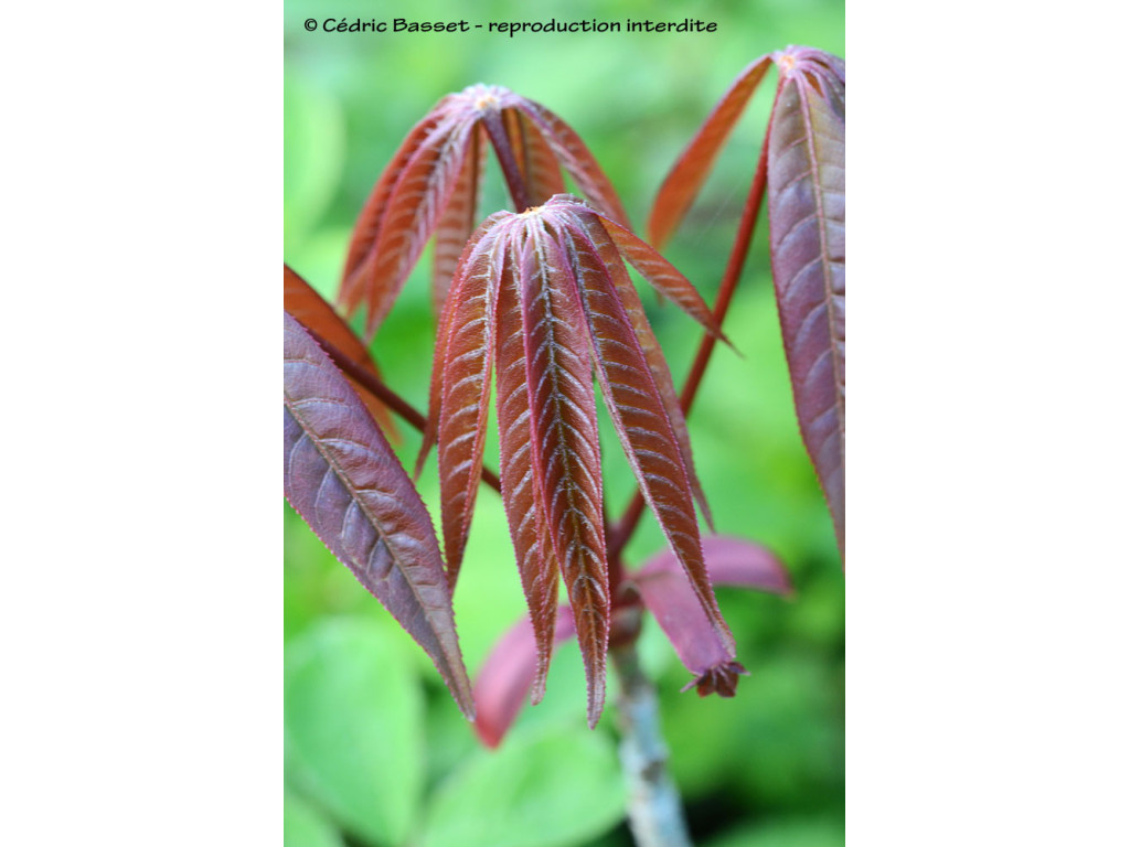 AESCULUS PAVIA