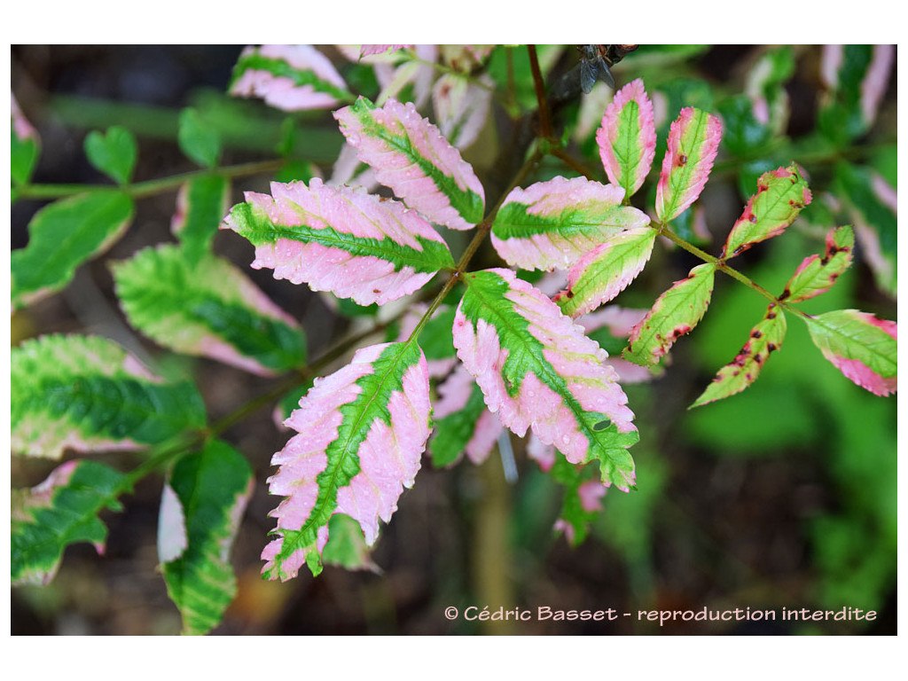 SORBUS COMMIXTA 'BENIZURU'