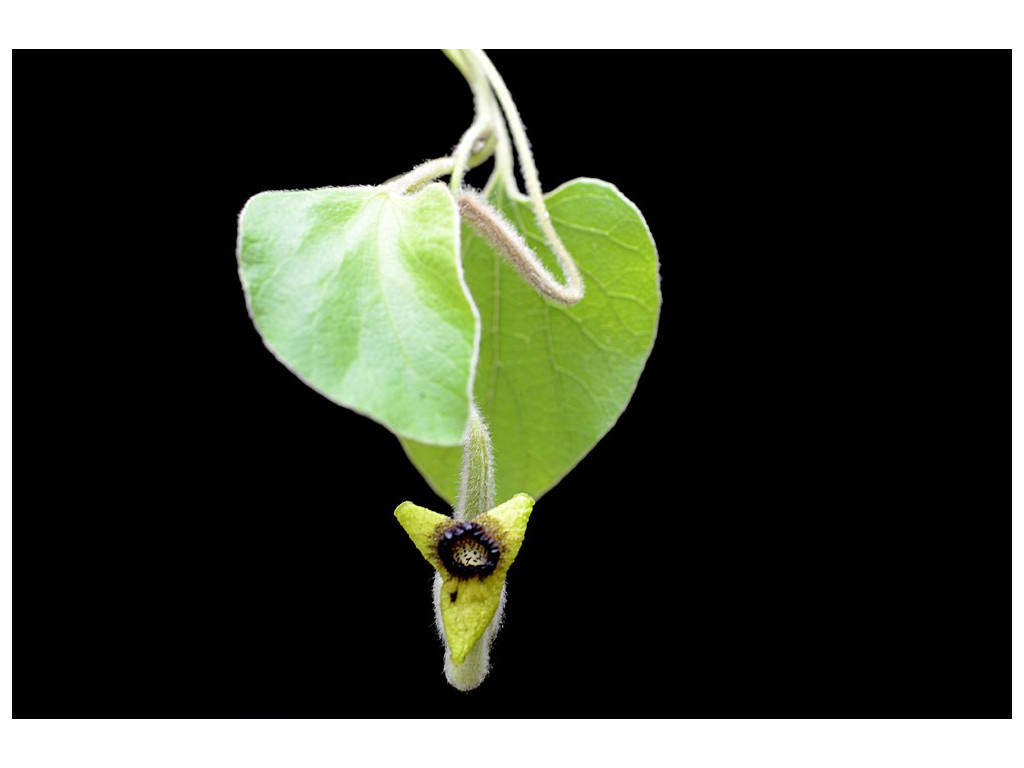 ARISTOLOCHIA TOMENTOSA