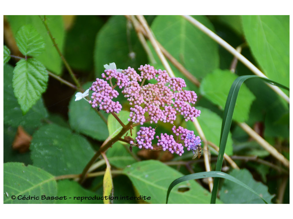 HYDRANGEA ASPERA subsp.STRIGOSA (Sikkim)