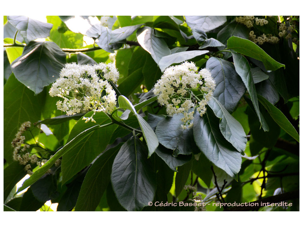 EHRETIA DICKSONII