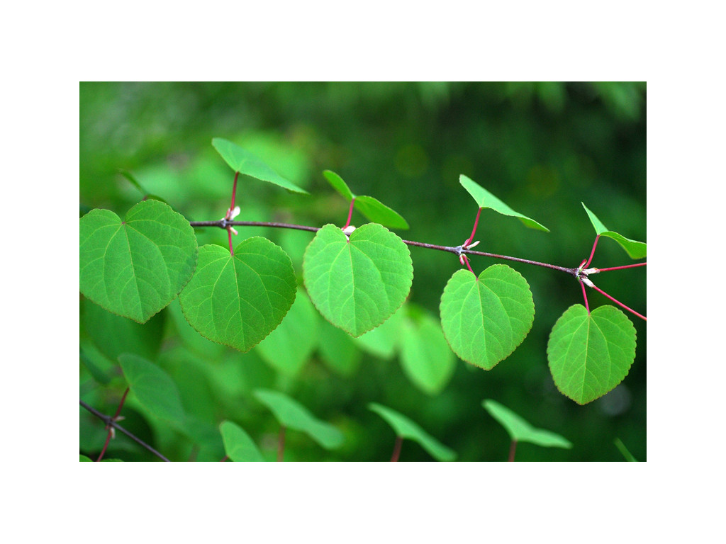 CERCIDIPHYLLUM JAPONICUM 'BOYD DWARF'