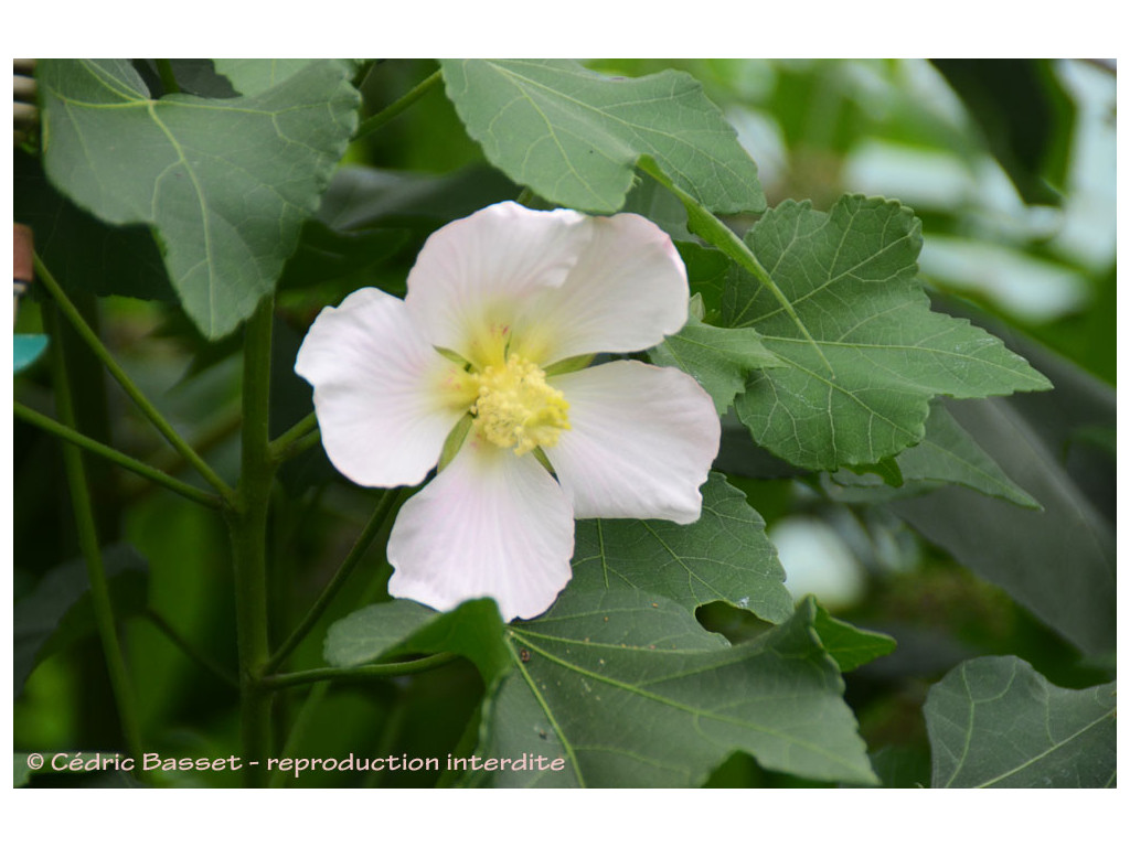 HIBISCUS MAKINOI CMBJP1970 HIBISCUS MAKINOI CMBJP1970