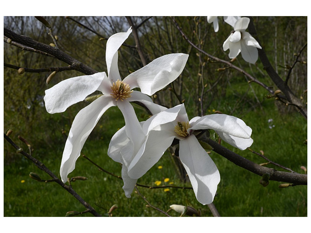 MAGNOLIA PRAECOSISSIMA JP1477