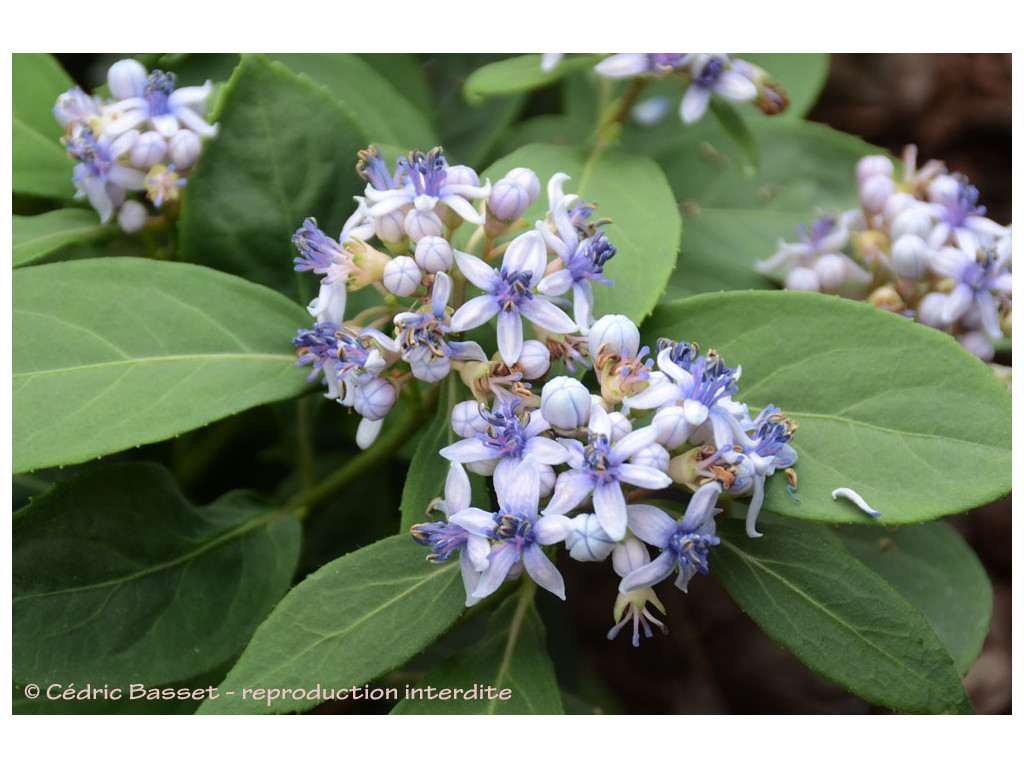 DICHROA x HYDRANGEA 'AO NO HITOMI'