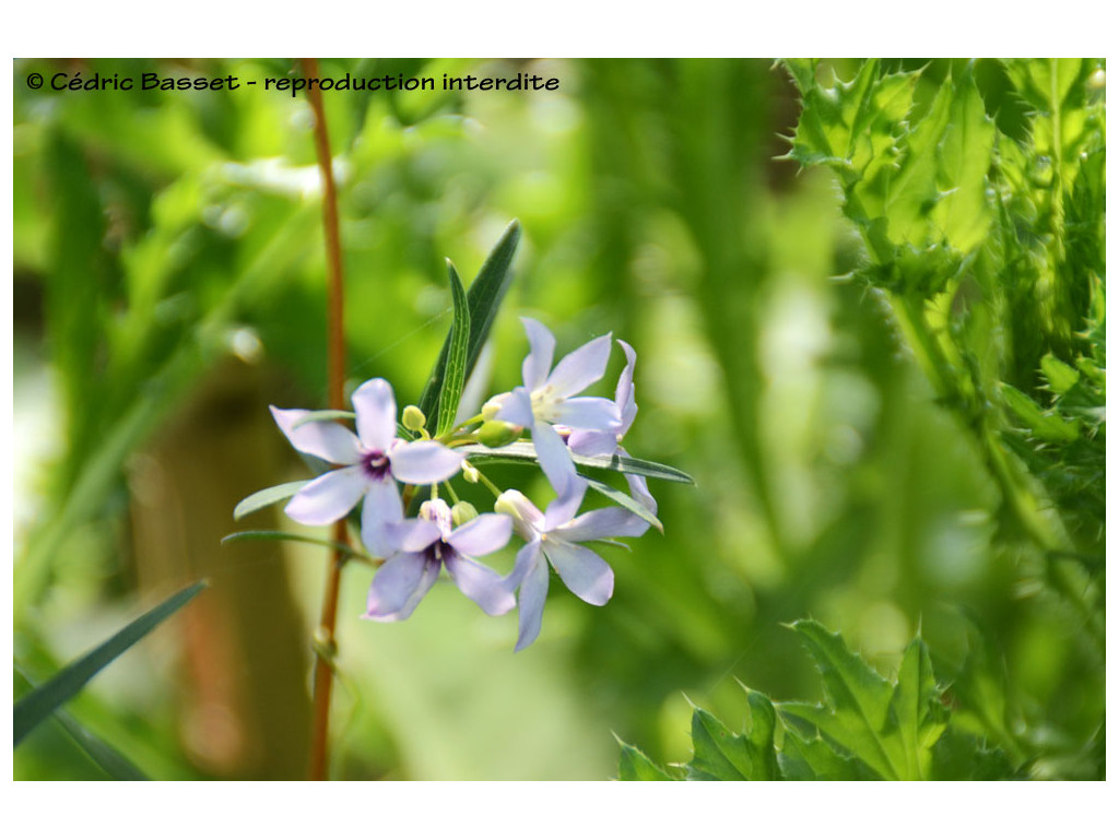 BILLARDERIA CYMOSA