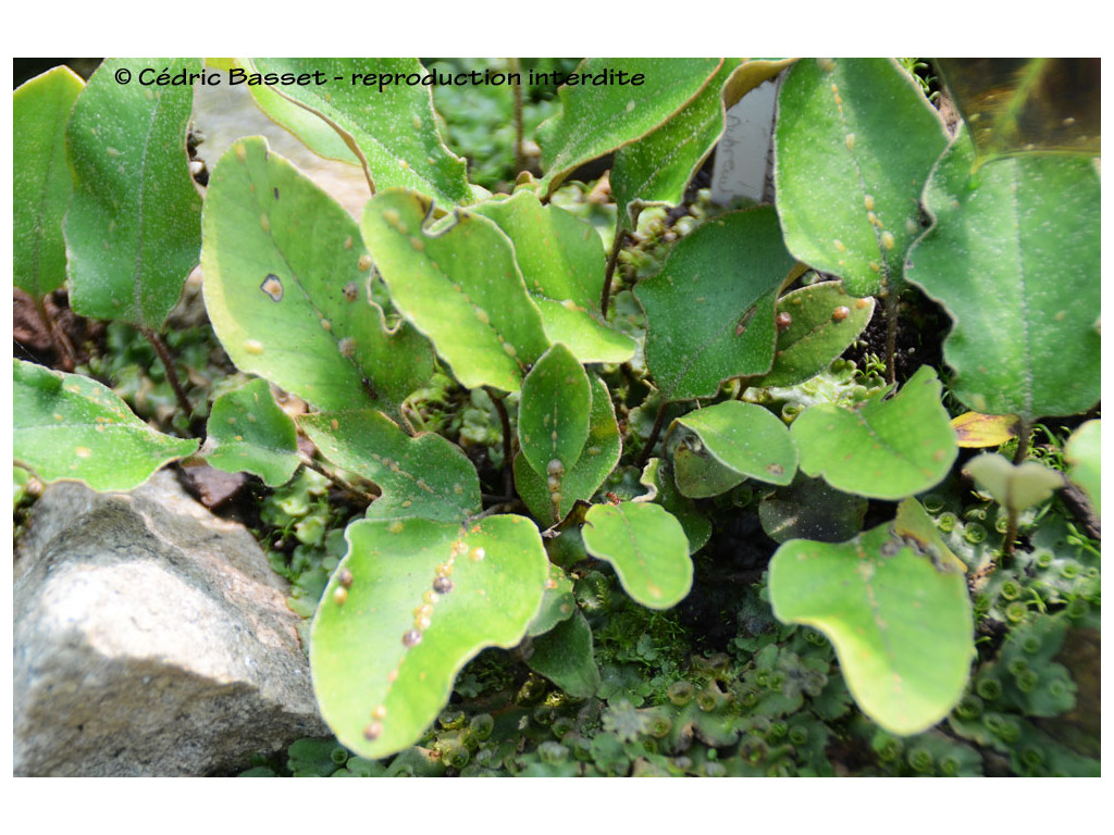 PYRROSIA PETIOLOSA PYRROSIA PETIOLOSA