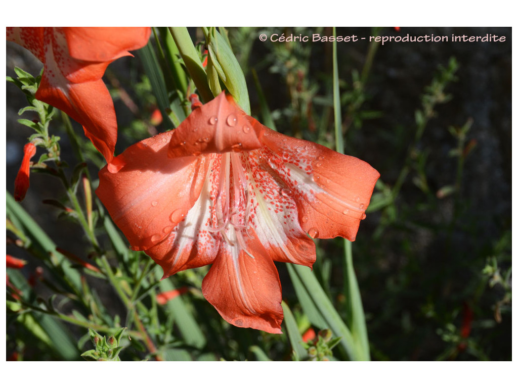 GLADIOLUS SAUNDERSII