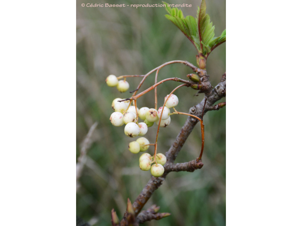 SORBUS BISSETII Yu14299